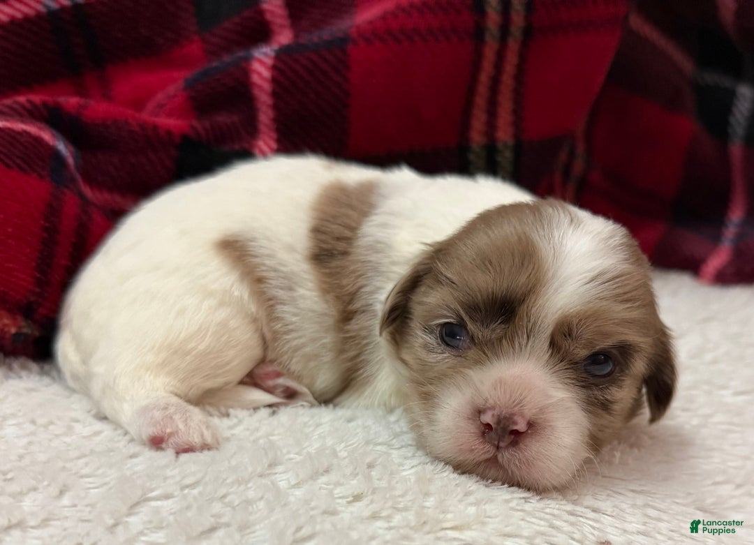 Shihpoo dogs for sale: Beau - Ad 11