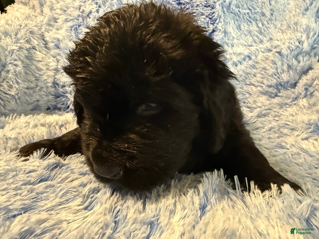 Newfoundland dogs for sale: Black male - Ad 3