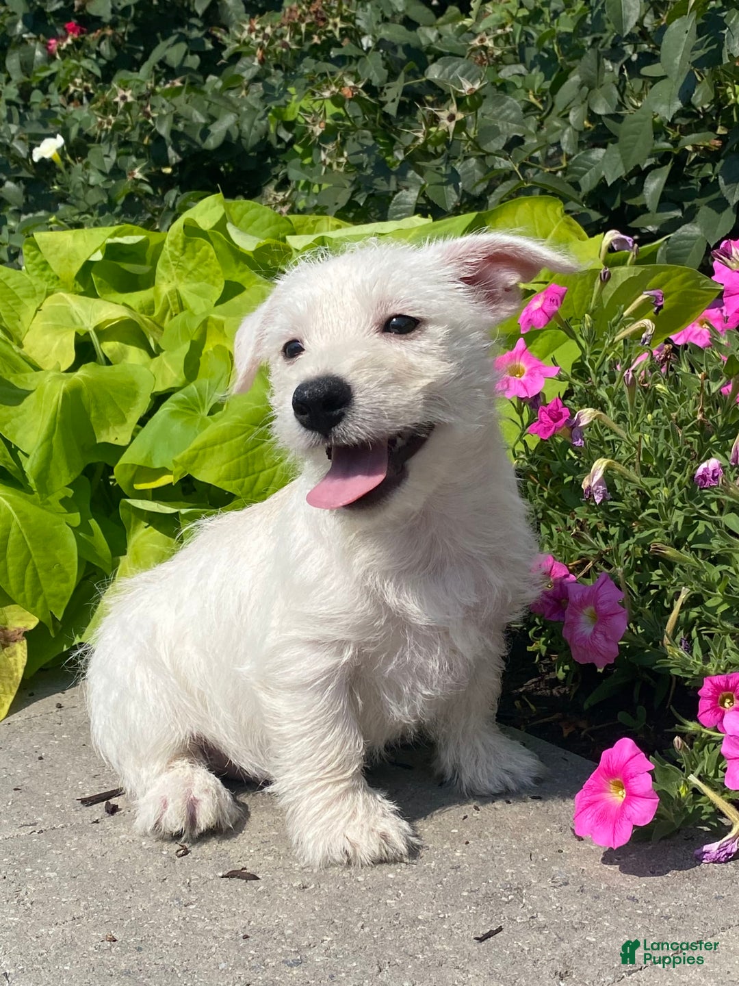 West Highland Terrier dogs for sale: Wendy - Ad 3