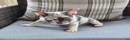 French Bulldog dogs for sale: Jax Tri Merle Fluffy Carrier - Ad 3