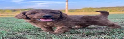 Goldendoodle dogs for sale: Ollie Medium-sized F1BB - Ad 1