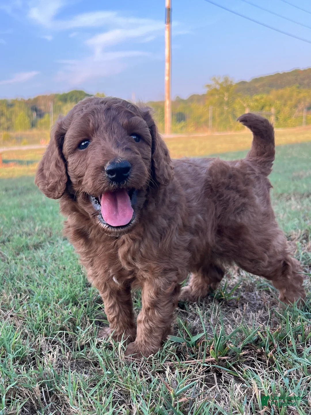 Goldendoodle dogs for sale: Ollie Medium-sized F1BB - Ad 1