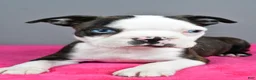 Boston Terrier dogs for sale: Bella - Ad 6