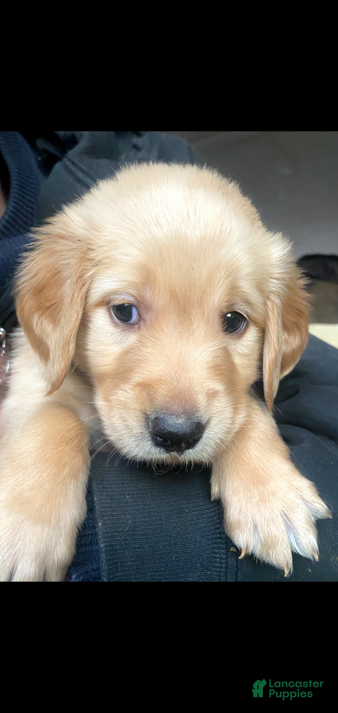 Golden Retriever dogs Golden Retriever Puppy 1 - Ad 4