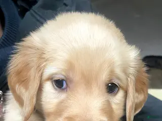 Golden Retriever dogs Golden Retriever Puppy 1 - Ad 4