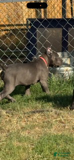 Cane Corso dogs Girl 4 - Ad 2
