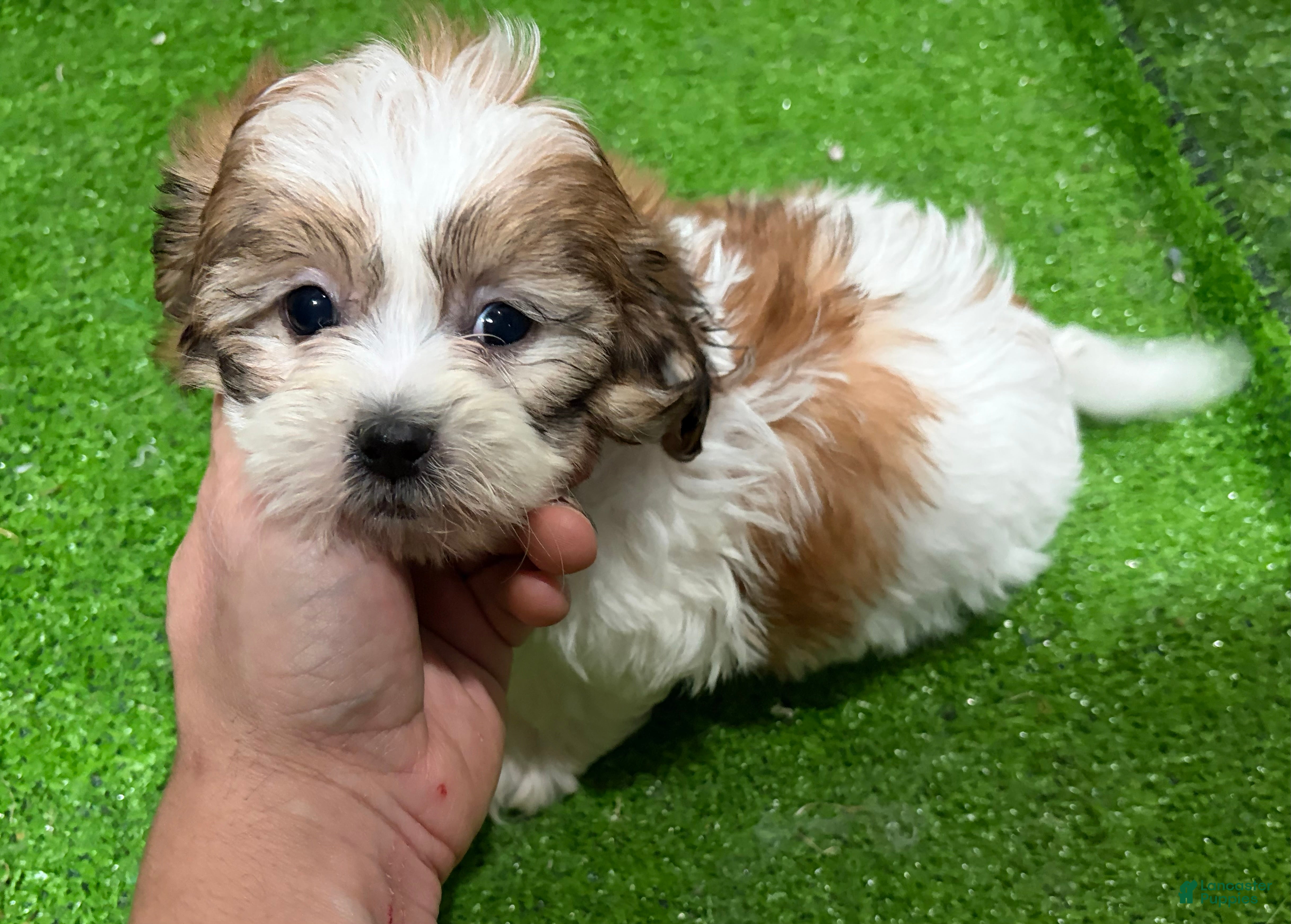 Mixed Breed dogs Noah - Ad 33