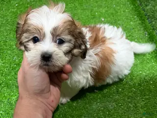 Mixed Breed dogs Noah - Ad 34