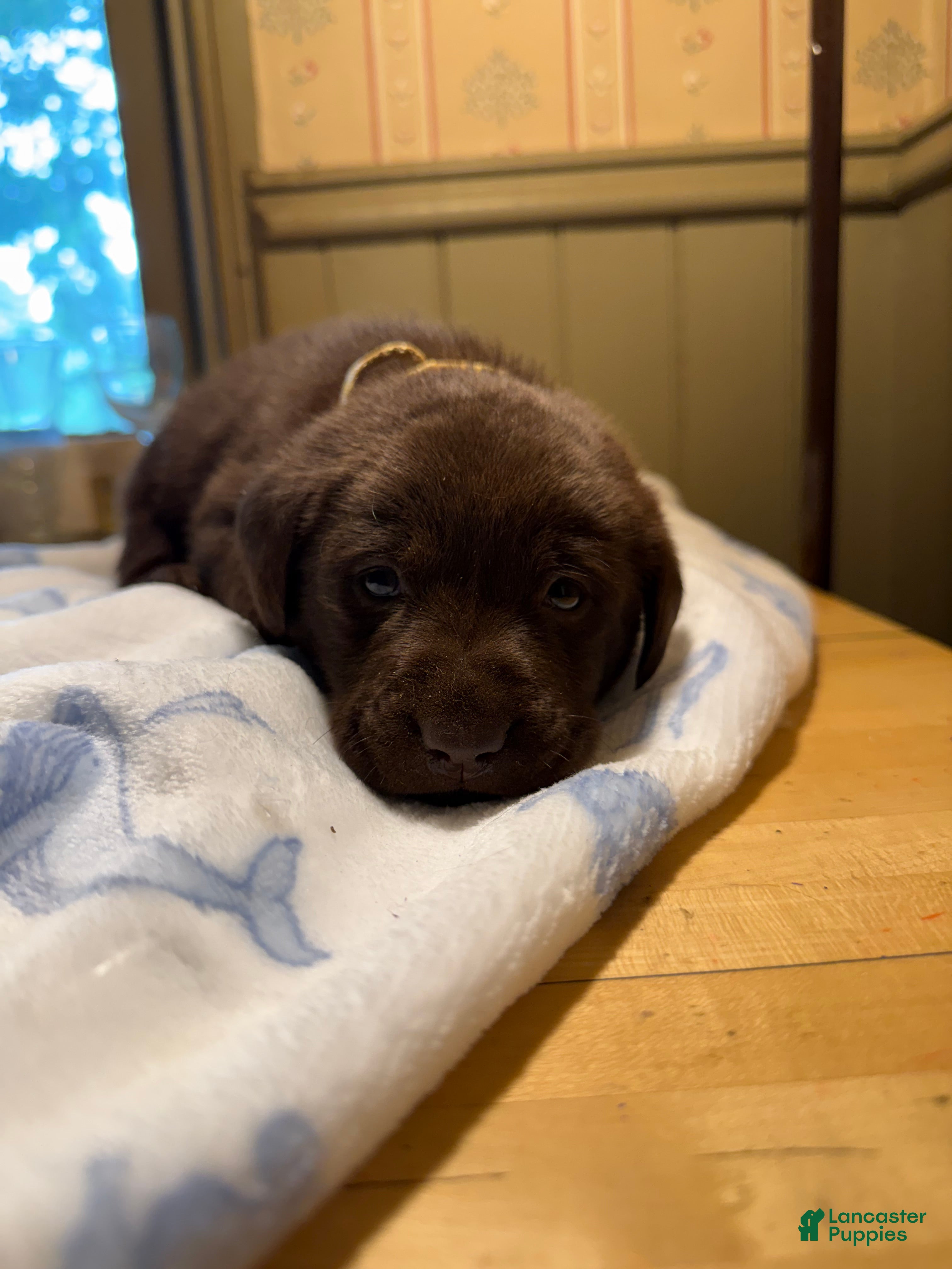 Labrador Retriever dogs Labrador Retriever Puppy LIGHT BROWN/Yellow  - Ad 1