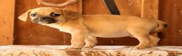 Puggle dogs for sale: GiGi - Ad 5