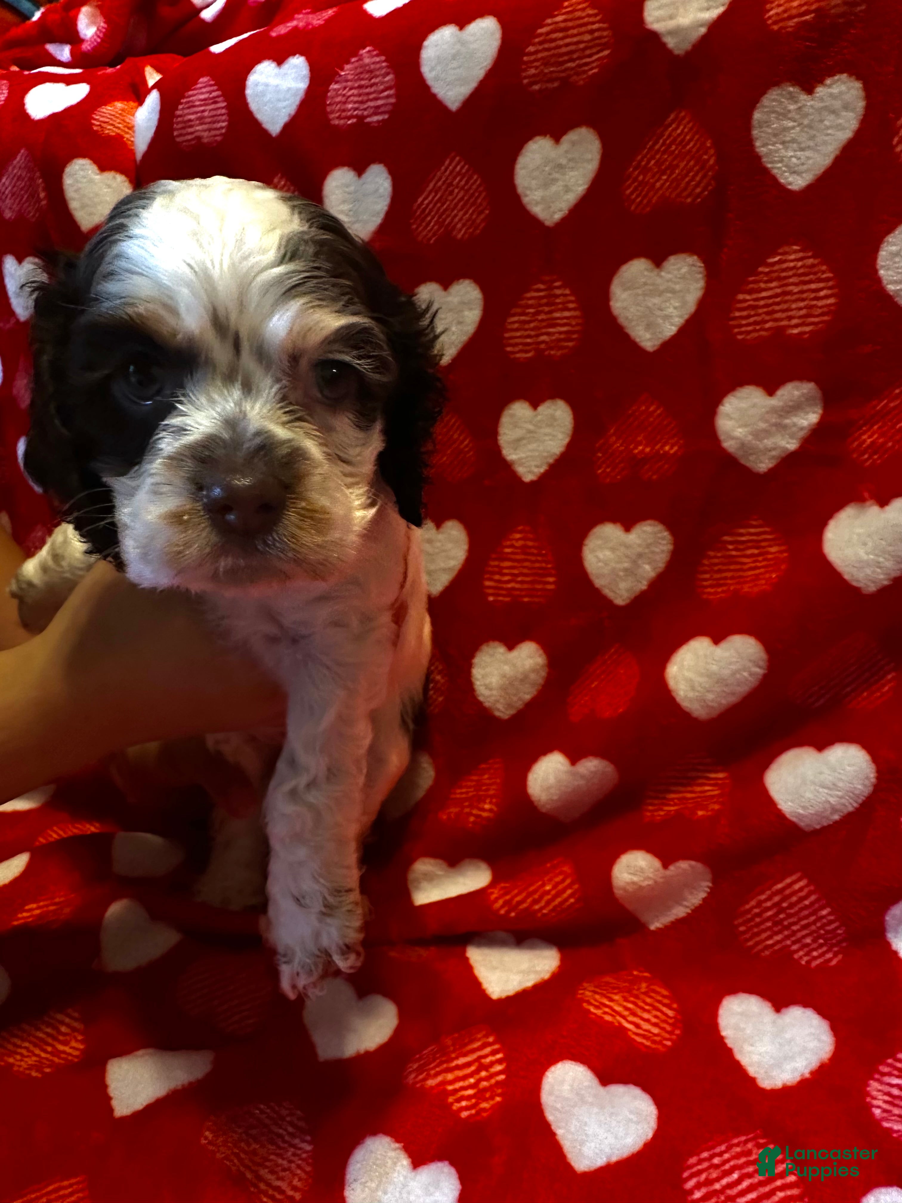 Cocker Spaniel dogs Baby Girl  - Ad 6