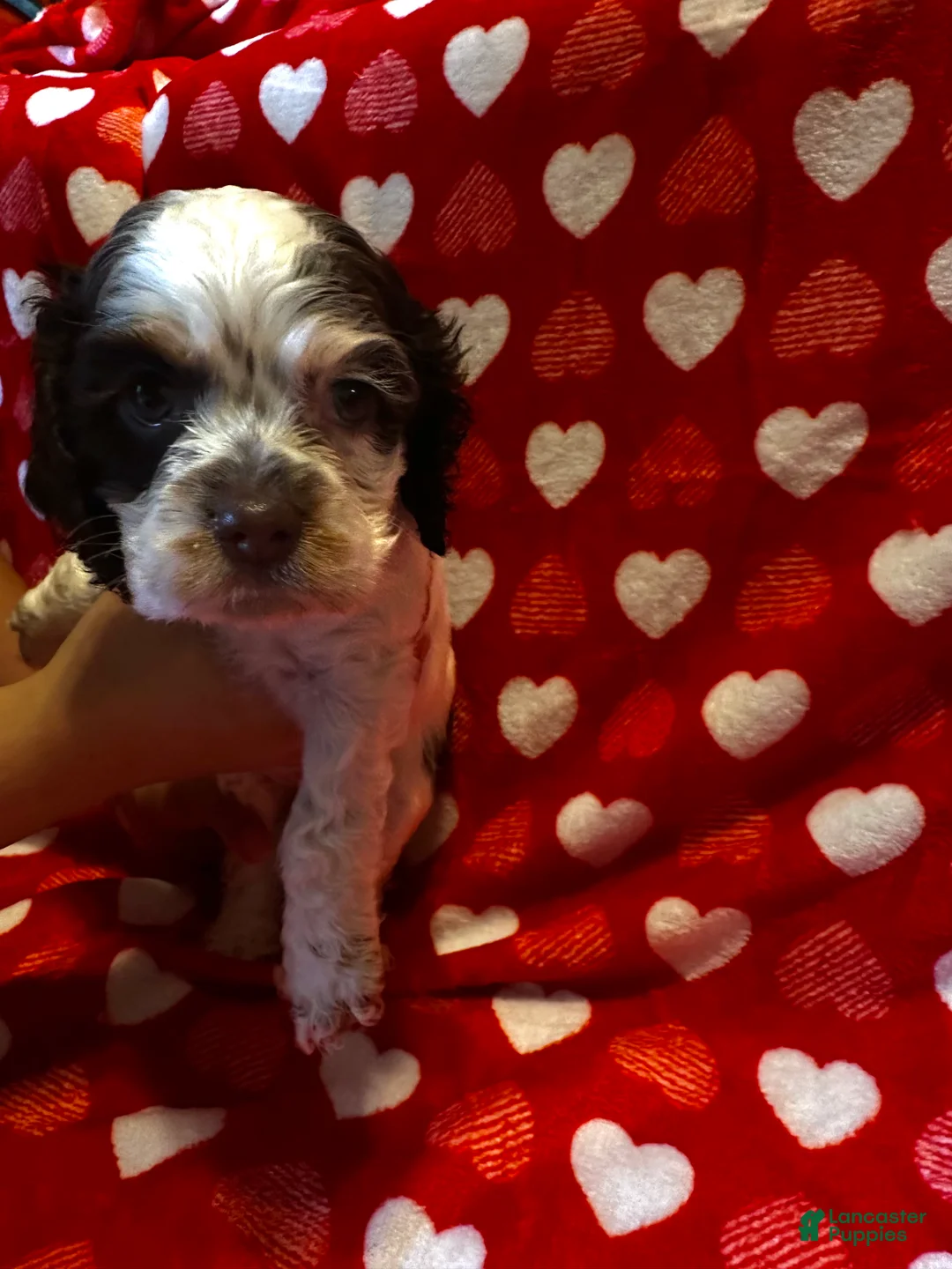 Cocker Spaniel dogs for sale: Baby Girl  - Ad 1