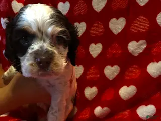 Cocker Spaniel dogs Baby Girl - Ad 6