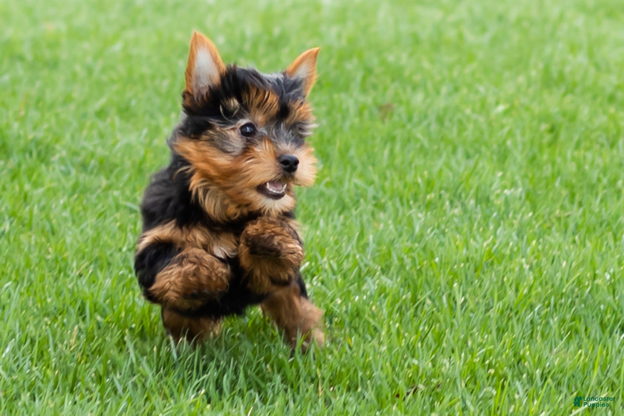 Yorkshire Terrier dogs Jasper  - Ad 25