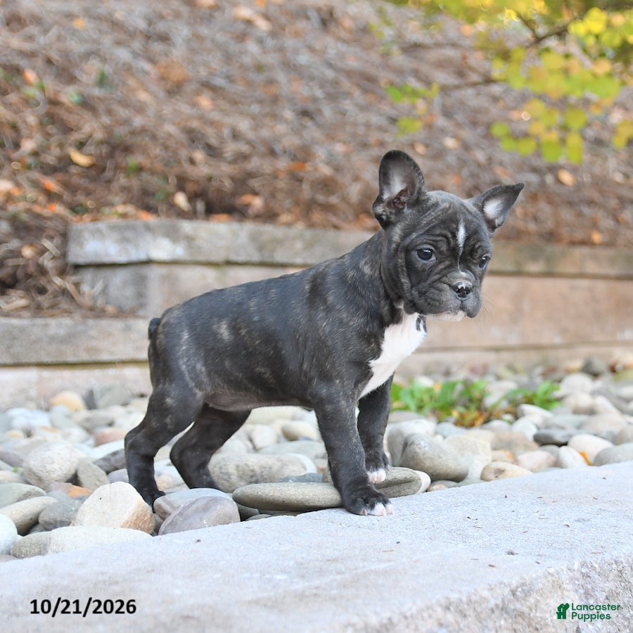 Frenchton dogs Jemma - Ad 2