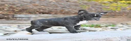 Frenchton dogs for sale: Jemma - Ad 2