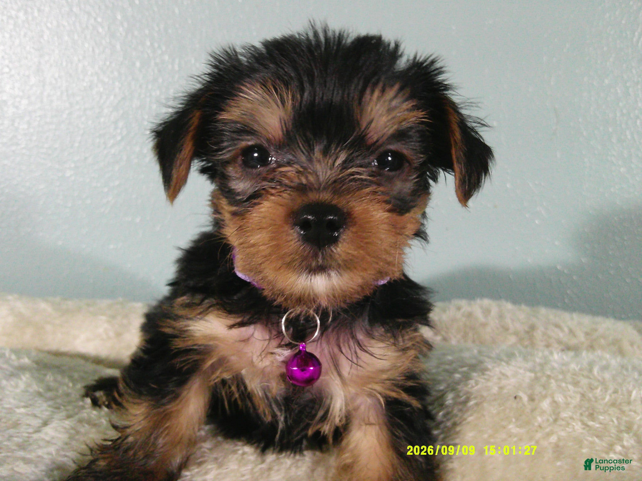Yorkshire Terrier dogs Willow-Purple - Ad 1