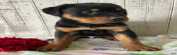 Rottweiler dogs for sale: Axel - Ad 3