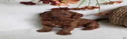 Cavapoo dogs for sale: Remi - Ad 6