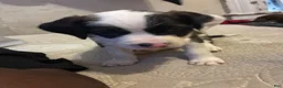 Mixed Breed dogs for sale: Mixed Breed 1 - Ad 5