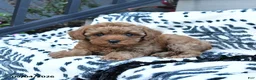 Toy Poodle dogs for sale: Flora   - Ad 1