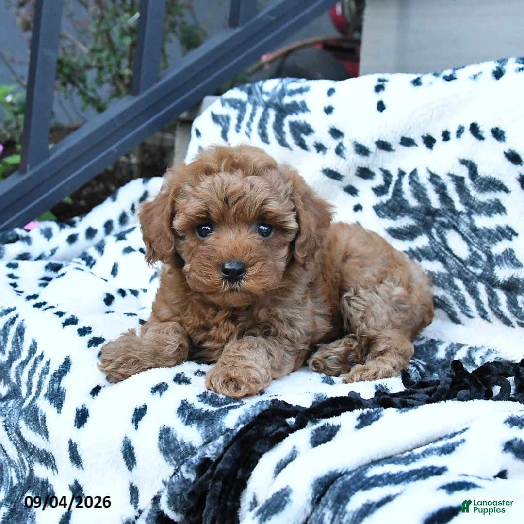 Toy Poodle dogs for sale: Flora   - Ad 1