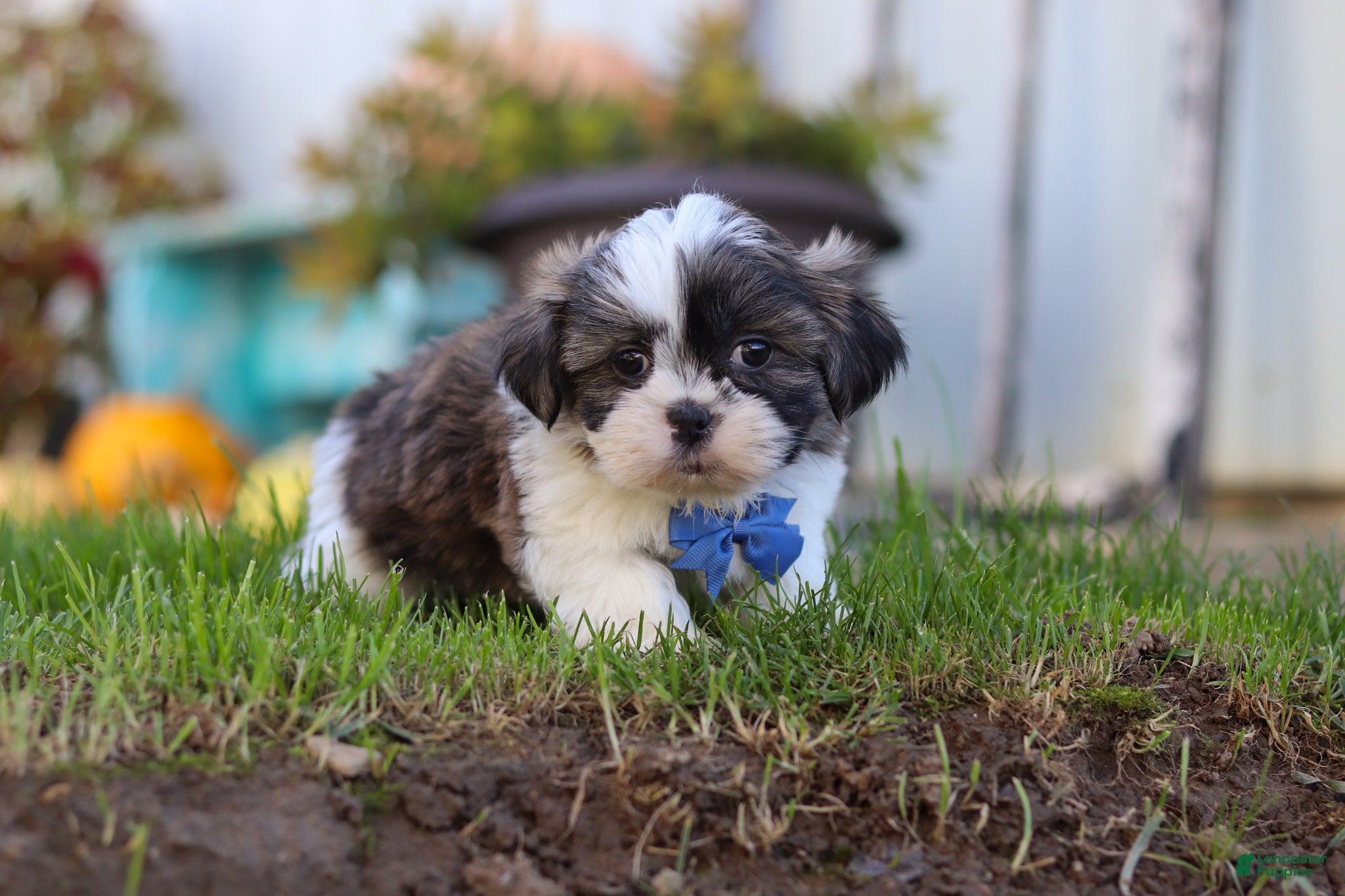Kobe (Shih Tzu, Male) in Millersburg, OH