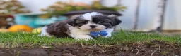 Shih Tzu dogs for sale: Kobe - Ad 1