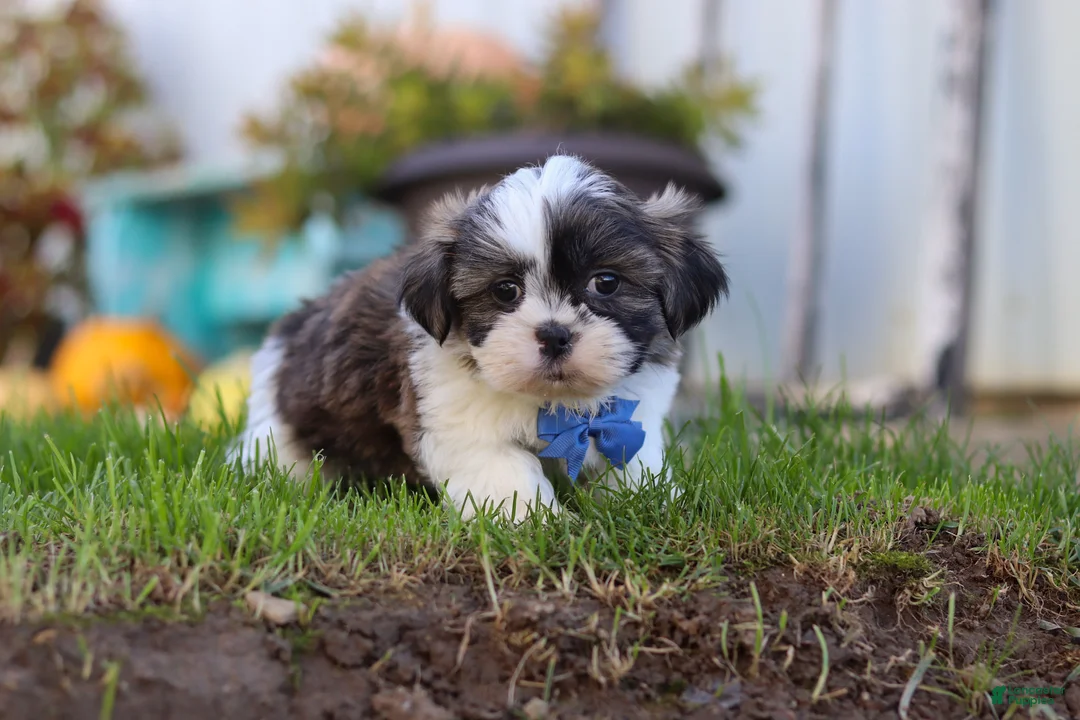Shih Tzu dogs for sale: Kobe - Ad 1