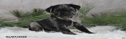 Pug dogs for sale: Brody - Ad 1