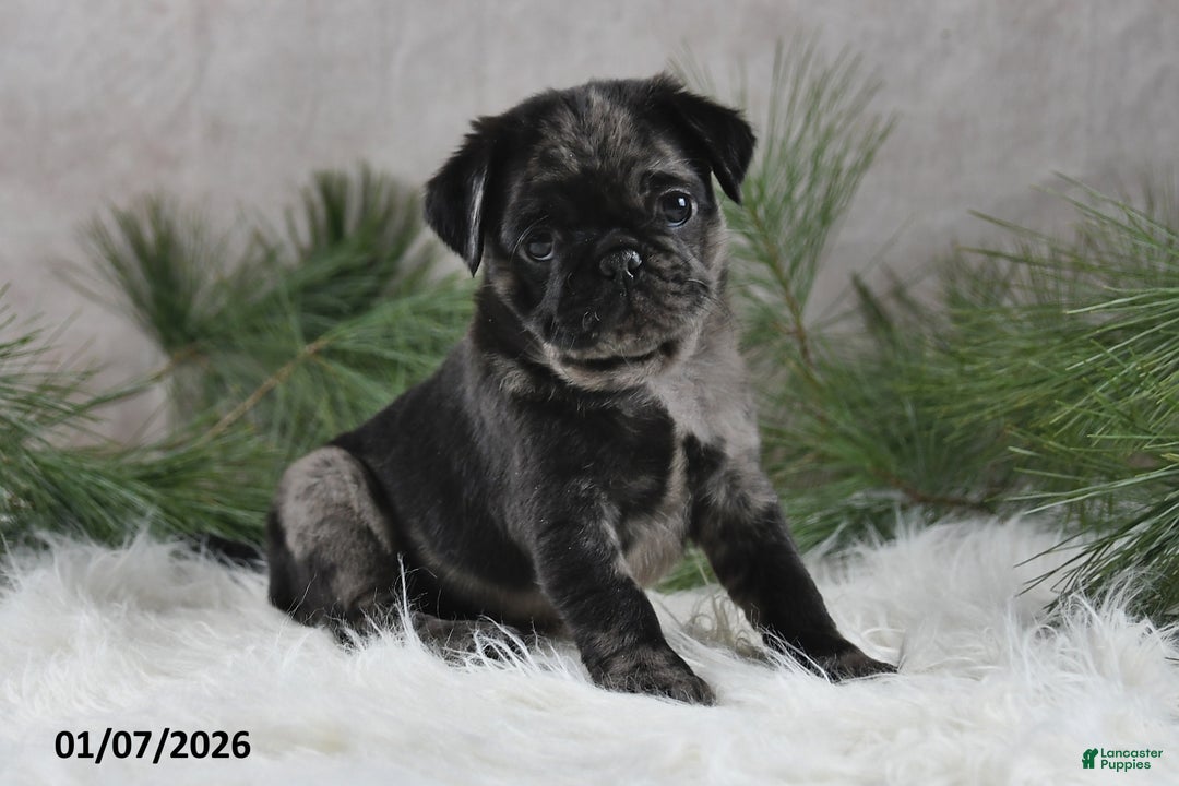 Pug dogs for sale: Brody - Ad 1
