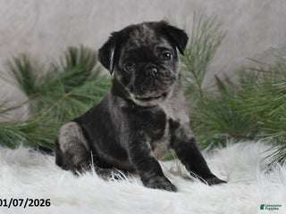 Pug dogs Brody - Ad 5