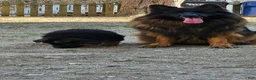German Shepherd dogs for sale: Simba - Ad 3