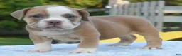 Mixed Breed dogs for sale: Luna bully hybrid  - Ad 14
