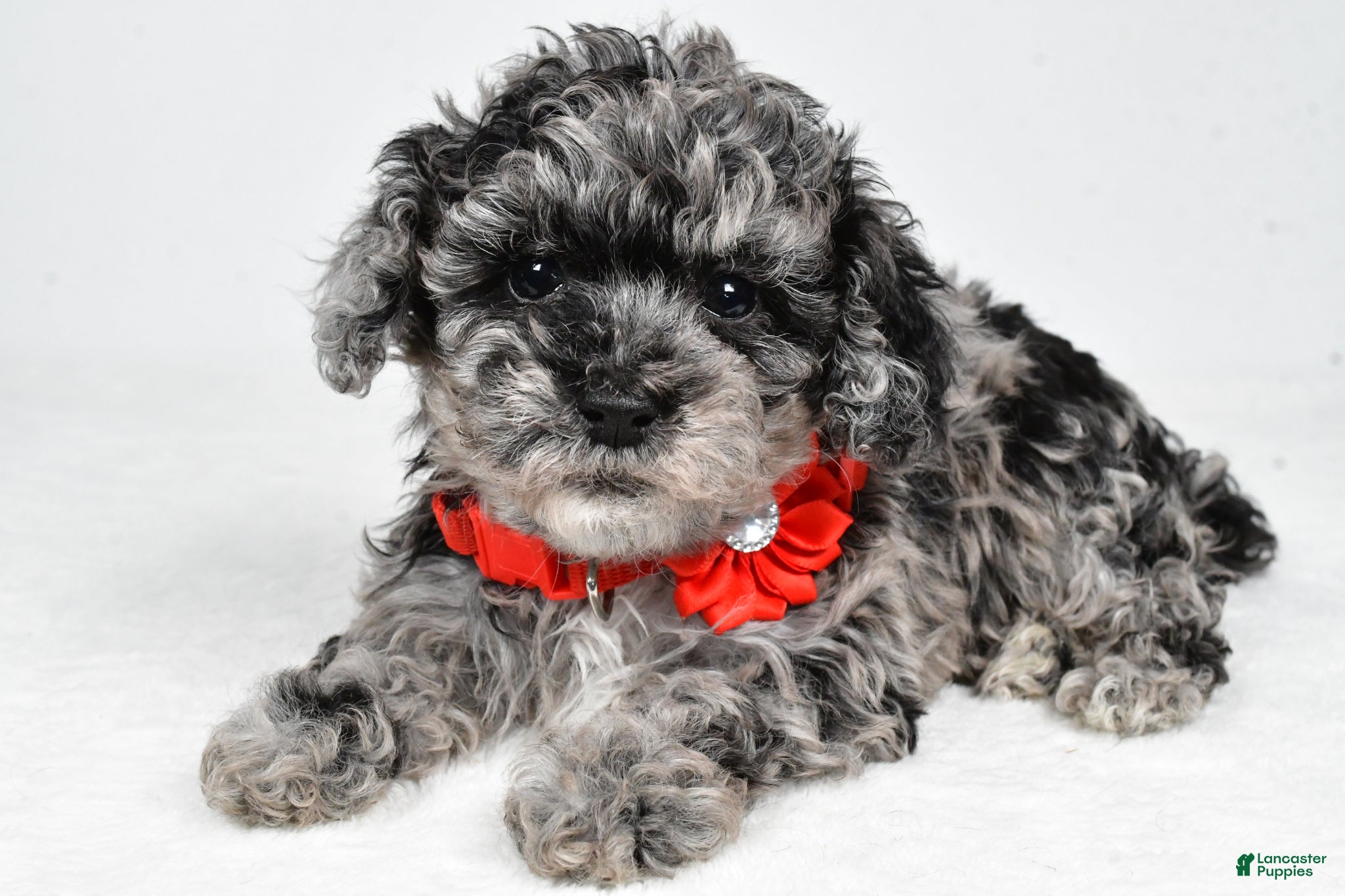 Miniature Poodle dogs Jewel - Ad 2