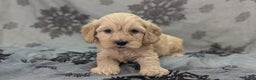 Cockapoo dogs for sale: Lieutenant Pete - Ad 28