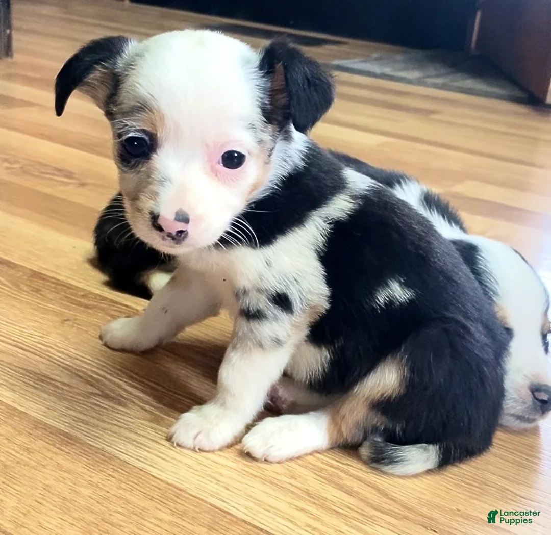 Mixed Breed dogs for sale: Georgia - Ad 2