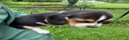 Beagle dogs for sale: Colby - Ad 4