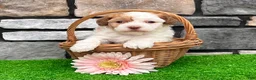Havanese dogs for sale: Lucy - Ad 4