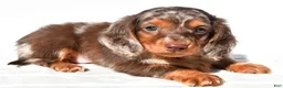 Dachshund dogs for sale: Toby - Ad 6