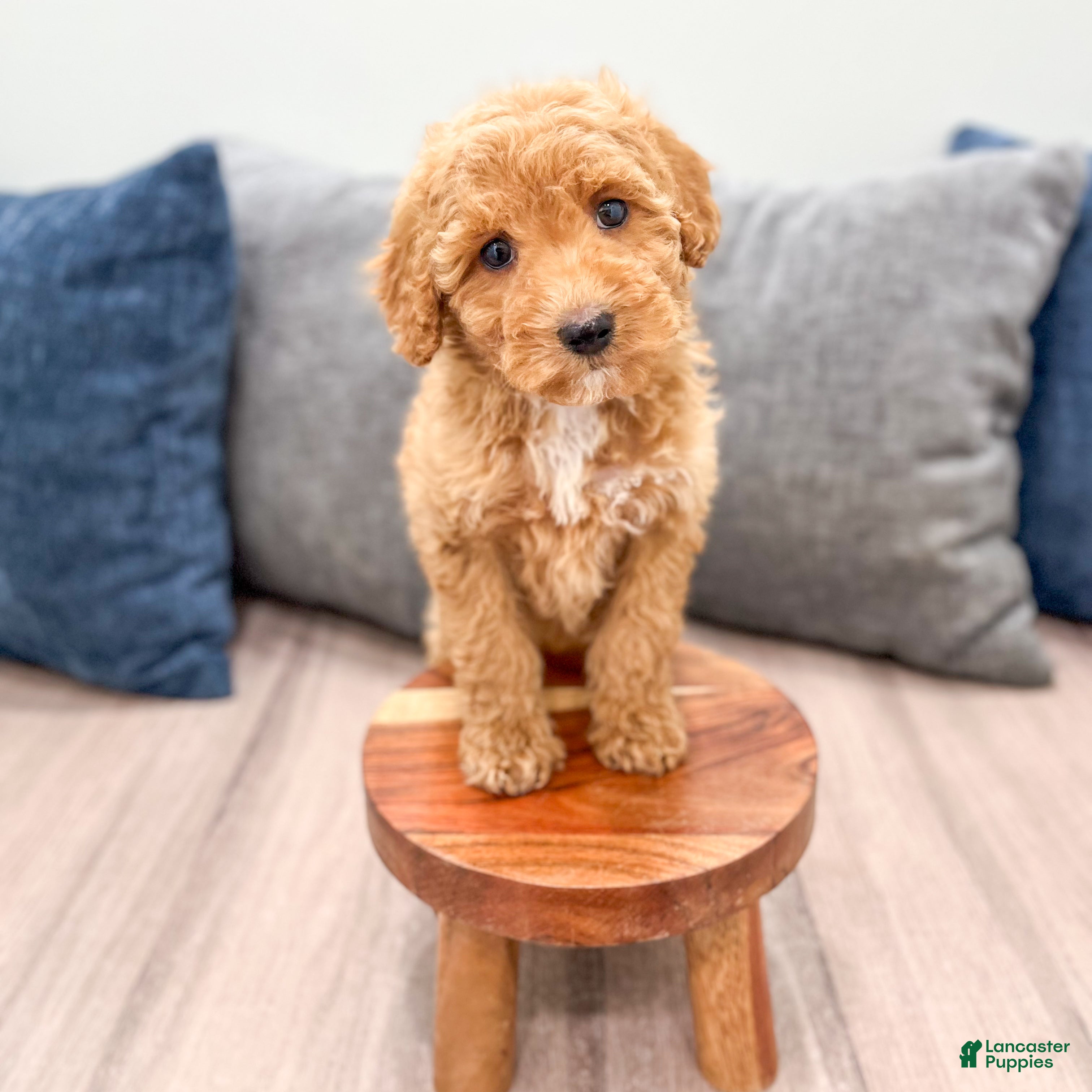 Miniature Labradoodle dogs Kate - Ad 2