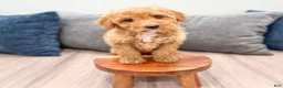 Miniature Labradoodle dogs for sale: Kate - Ad 2