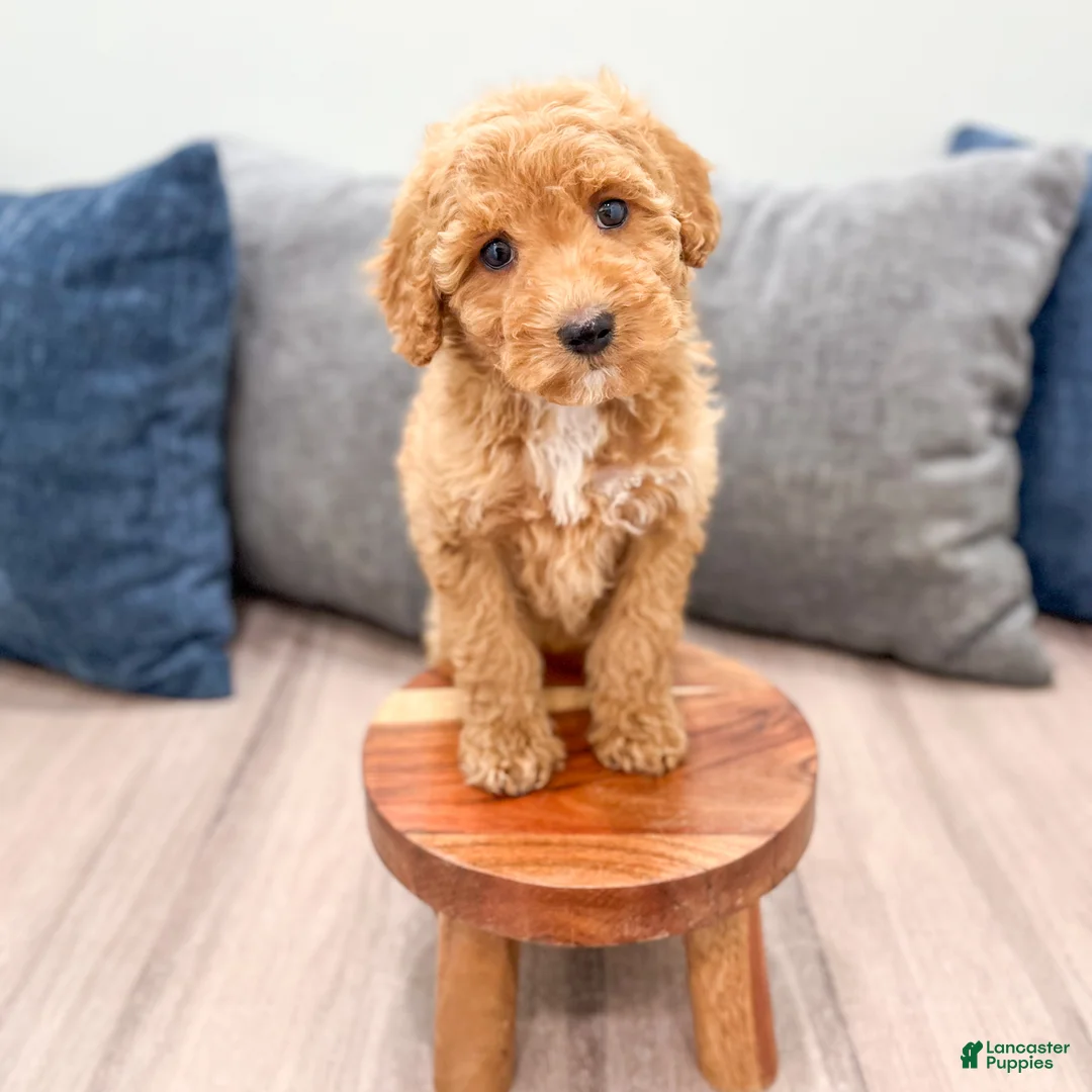 Miniature Labradoodle dogs for sale: Kate - Ad 2