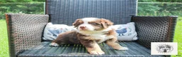 Miniature Australian Shepherd dogs for sale: Eleanor Roosevelt - Ad 3