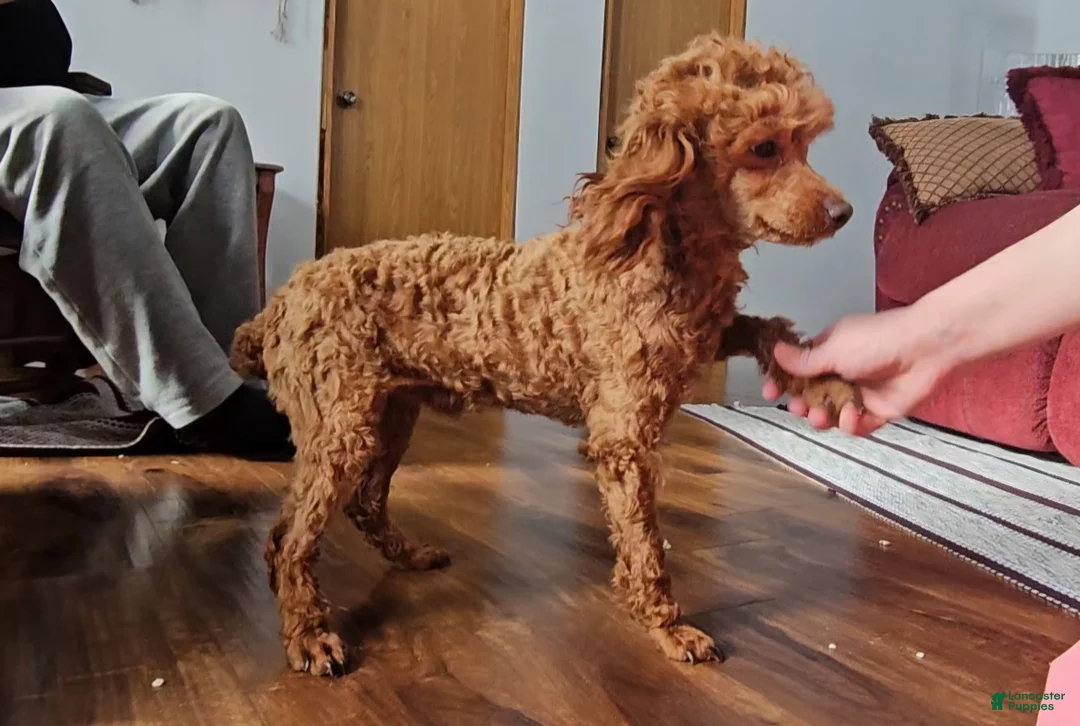 Miniature Poodle dogs for sale: Rosie  - Ad 10