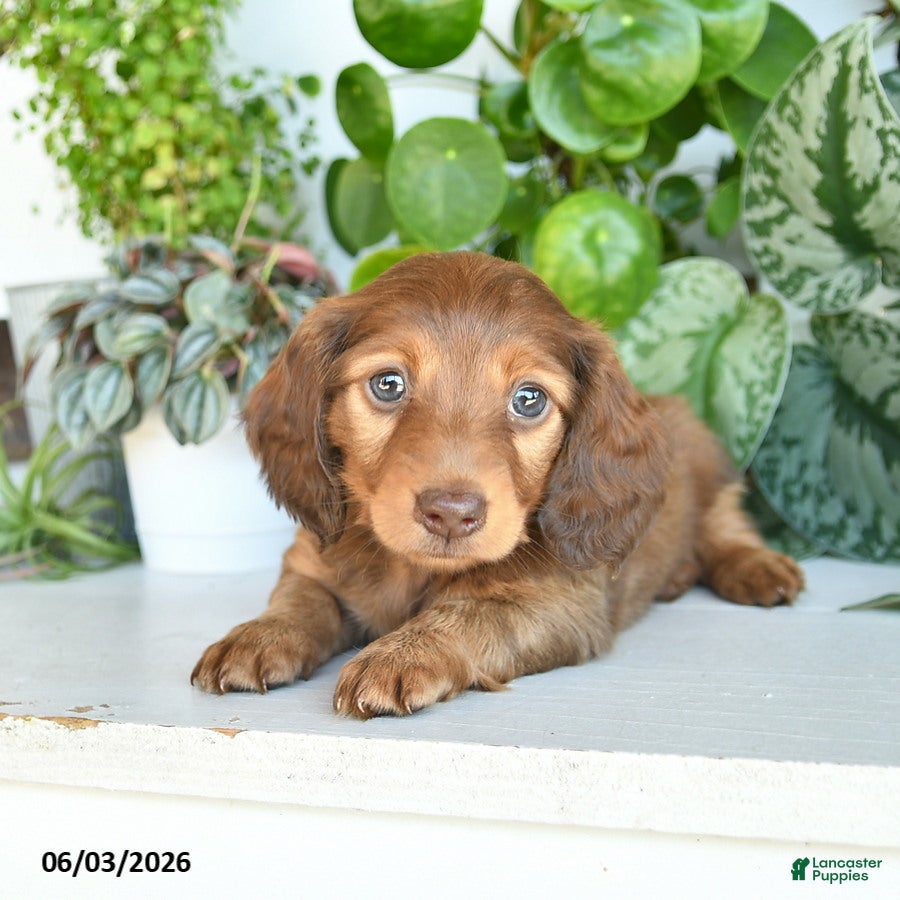 Miniature Dachshund dogs for sale: Davon  - Ad 3