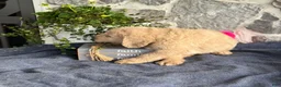 Goldendoodle dogs for sale: Nash - Ad 10