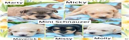 Miniature Schnauzer dogs for sale: Miniature Schnauzer Maverick - Ad 8