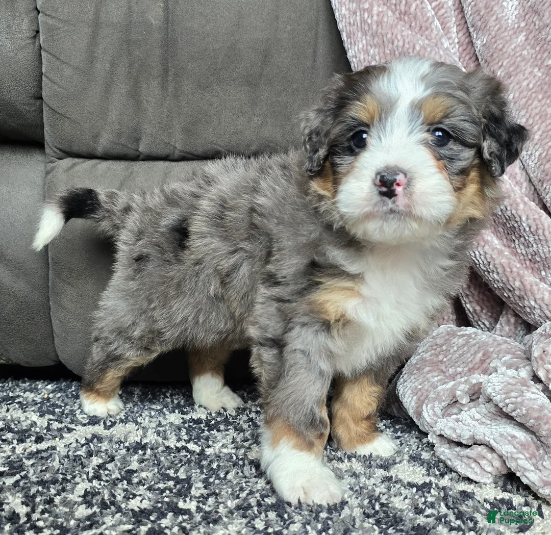 Mini Bernedoodle dogs for sale: Mini Archie - Ad 4