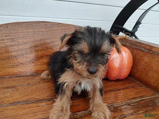 Yorkshire Terrier dogs - Ad 13